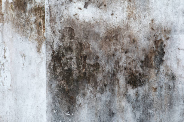 Best Crawl Space Mold Remediation  in Holland, OH