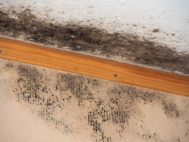 Best Comprehensive Air Testing for Mold Contaminants  in Holland, OH